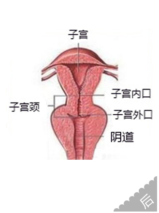 缩阴手术挽救了我的婚姻__寻医问药_xywy.com