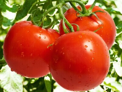 女人吃西红柿的好处:预防乳腺癌__寻医问药_x