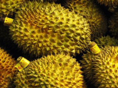 榴莲滋阴壮阳功效大_饮食频道