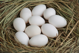 月经不调怎么办 食用鸽子蛋能改善__寻医问药