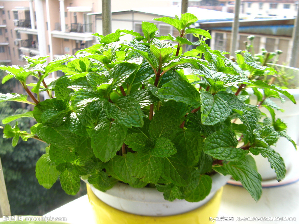 薄荷叶减肥食谱 帮你快速瘦下来_寻医问药_xy