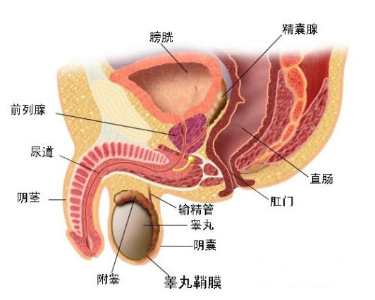 男性前列腺按摩 体验神秘美妙的前列腺高潮__寻医问药_xywy.com