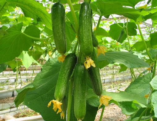 糖尿病吃什么好 五种蔬菜控制糖尿病血糖__寻