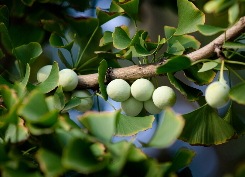 白果治病防病功效高 吃着也有讲究__寻医问药