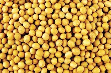 男人常喝豆浆会女性化真的吗?