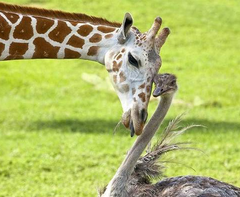 动物妈妈养育异族宝宝 无私母爱