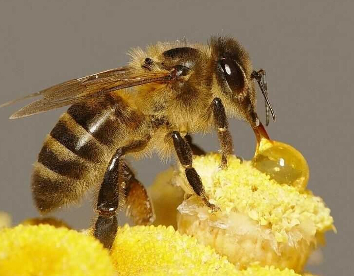 蜂蜜六大妙用你知道吗__寻医问药网_xywy.com