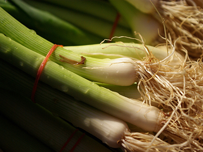 菜根偏方,菜根,中医