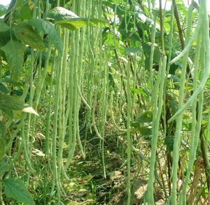 鲜为人知:论豇豆的营养价值