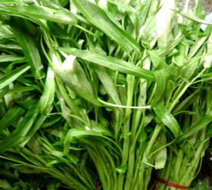 夏天如何挑选 新鲜空心菜__寻医问药网_xywy.