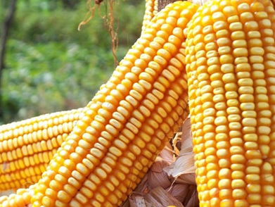 想要防暑困多食含钾食物__寻医问药网_xywy.c