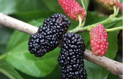 男人壮阳吃什么 这些壮阳良药不要错过_寻医问