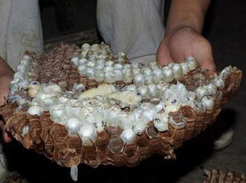 露蜂房_食谱大全_寻医问药食疗养生频道